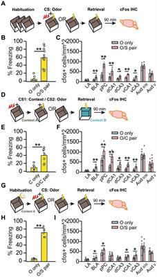 The ventral hippocampus is activated in olfactory but not auditory threat memory